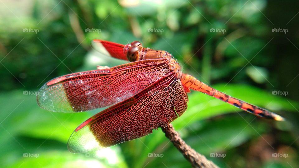 Red dragonfly at the end of the stem