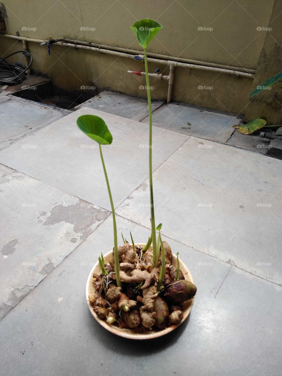 root vegetables germinating in a plate of water