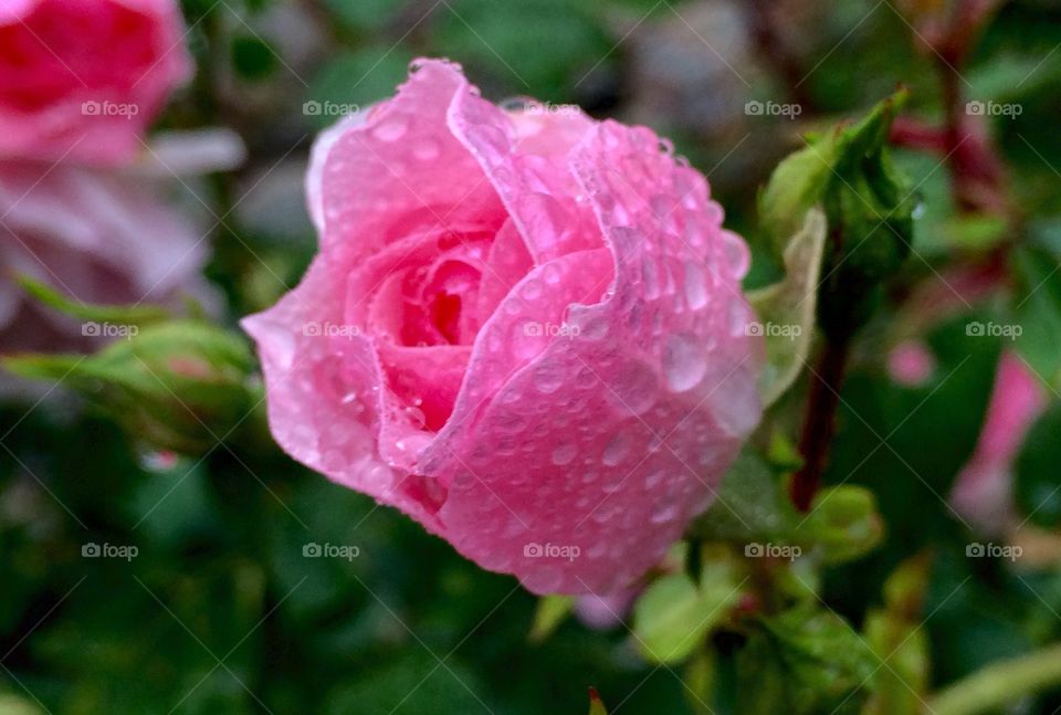 Rose with raindrops. After rain can be really pretty sometimes. Guess i should visit my garden more often