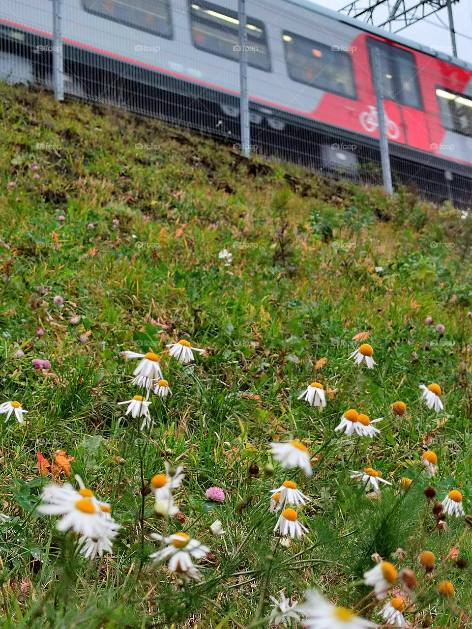 Chamomiles on a hill against the background of a passing train