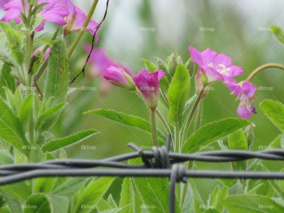 Barbed wire fence and willowherb in bloom just behind it