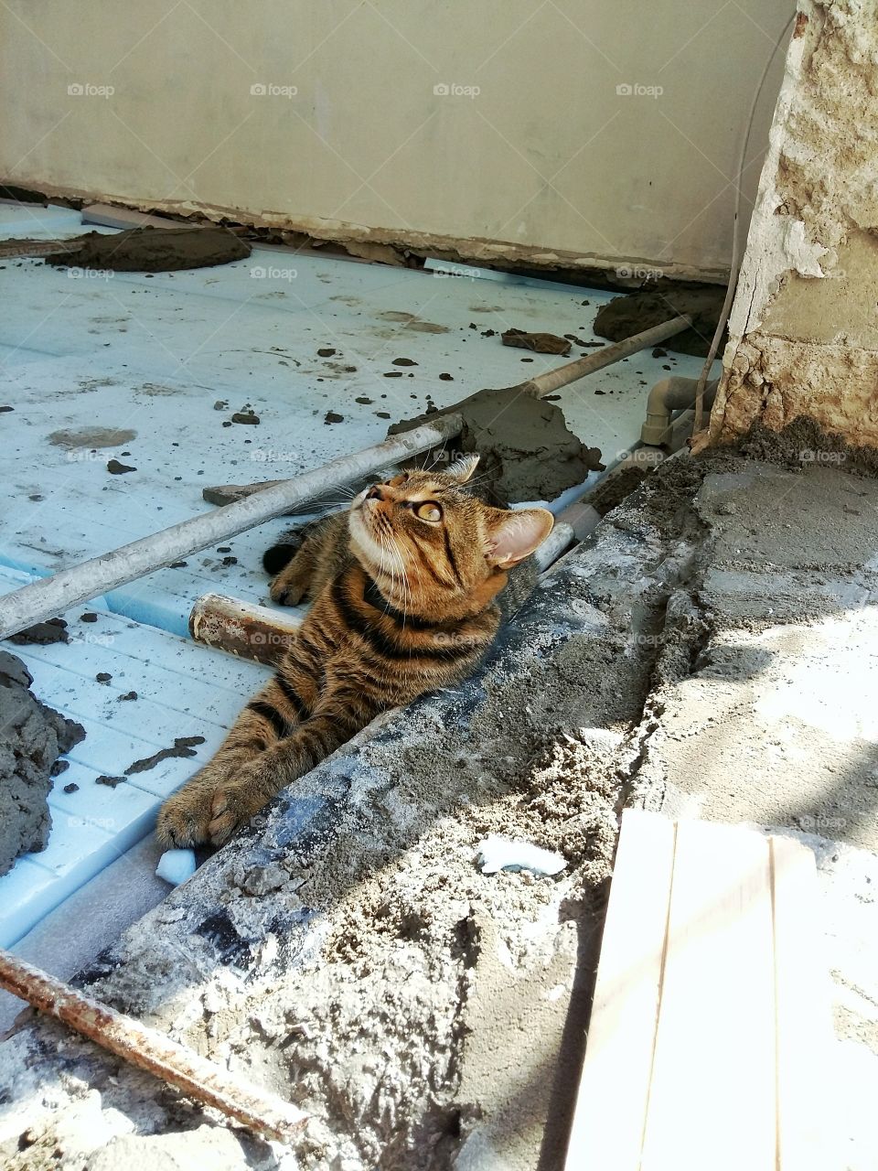 the cat is resting on the construction site