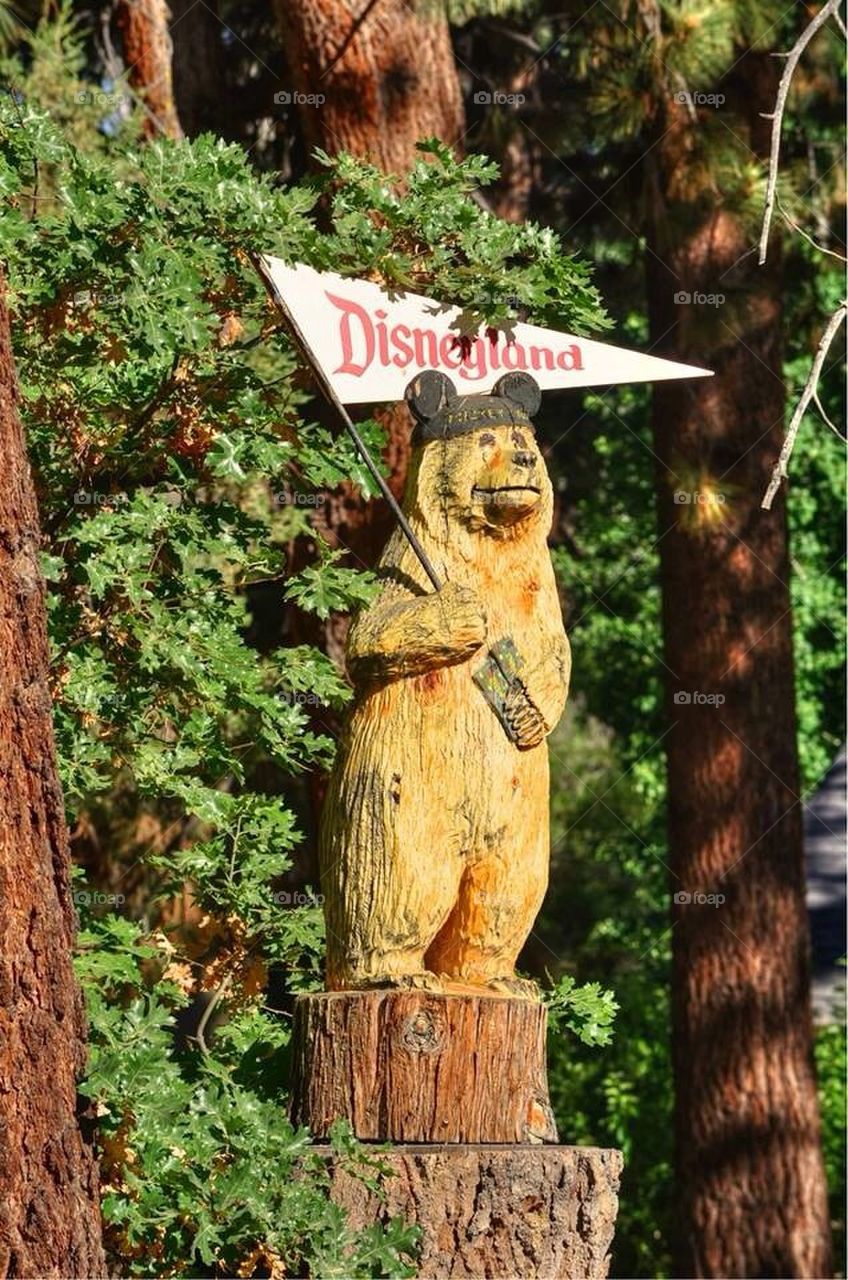 Disneyland Bear