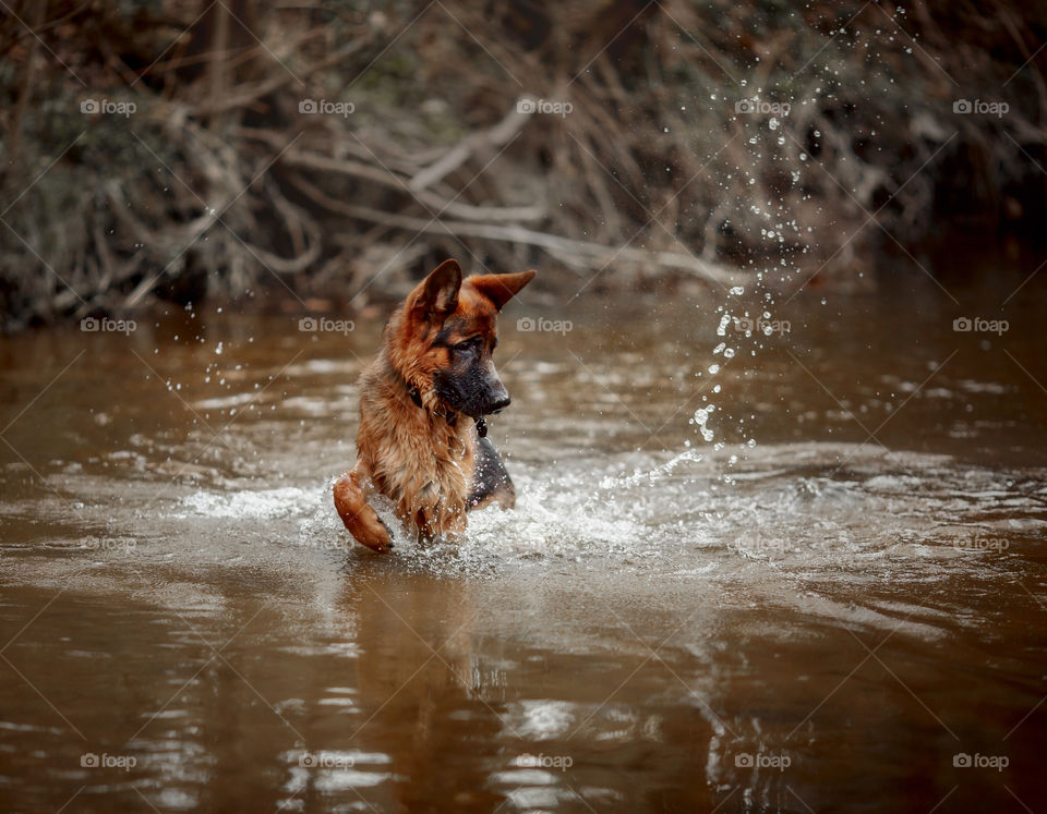 German shepherd dog playing in river 