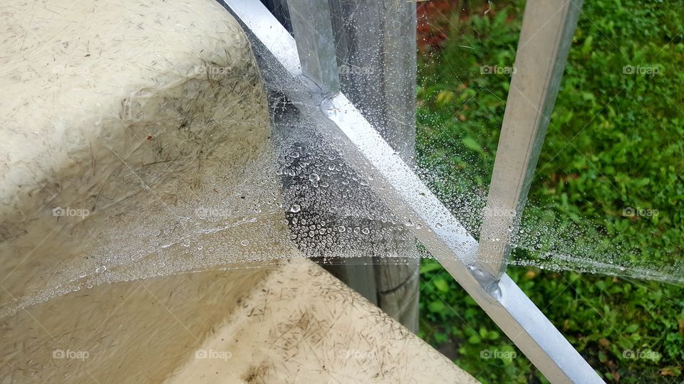outside spider web with raindrops on it