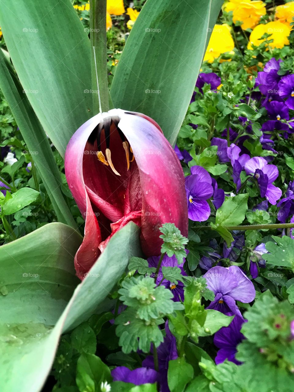 Death of a tulip 