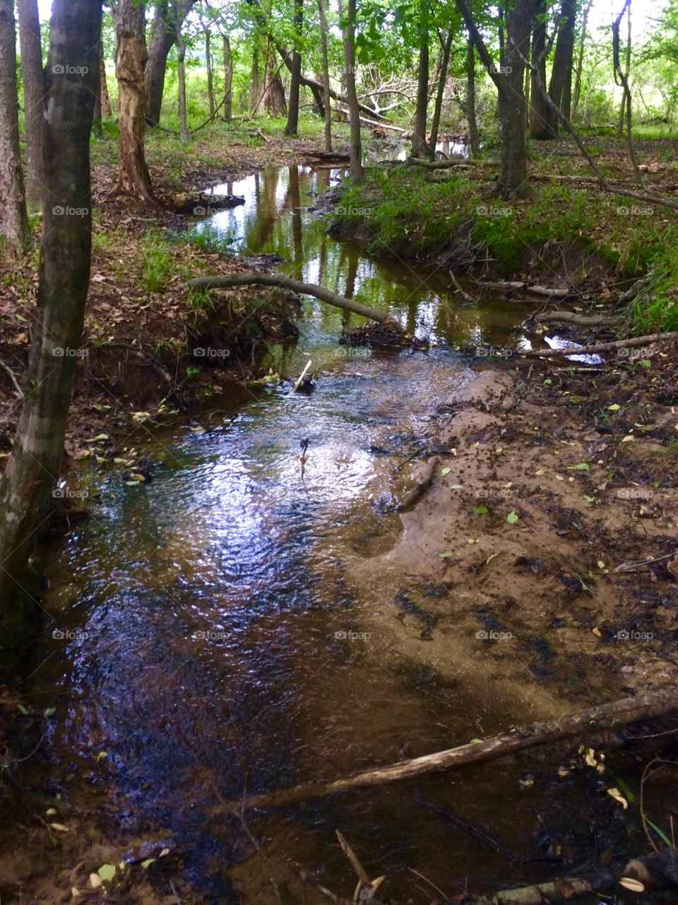 Forest Stream