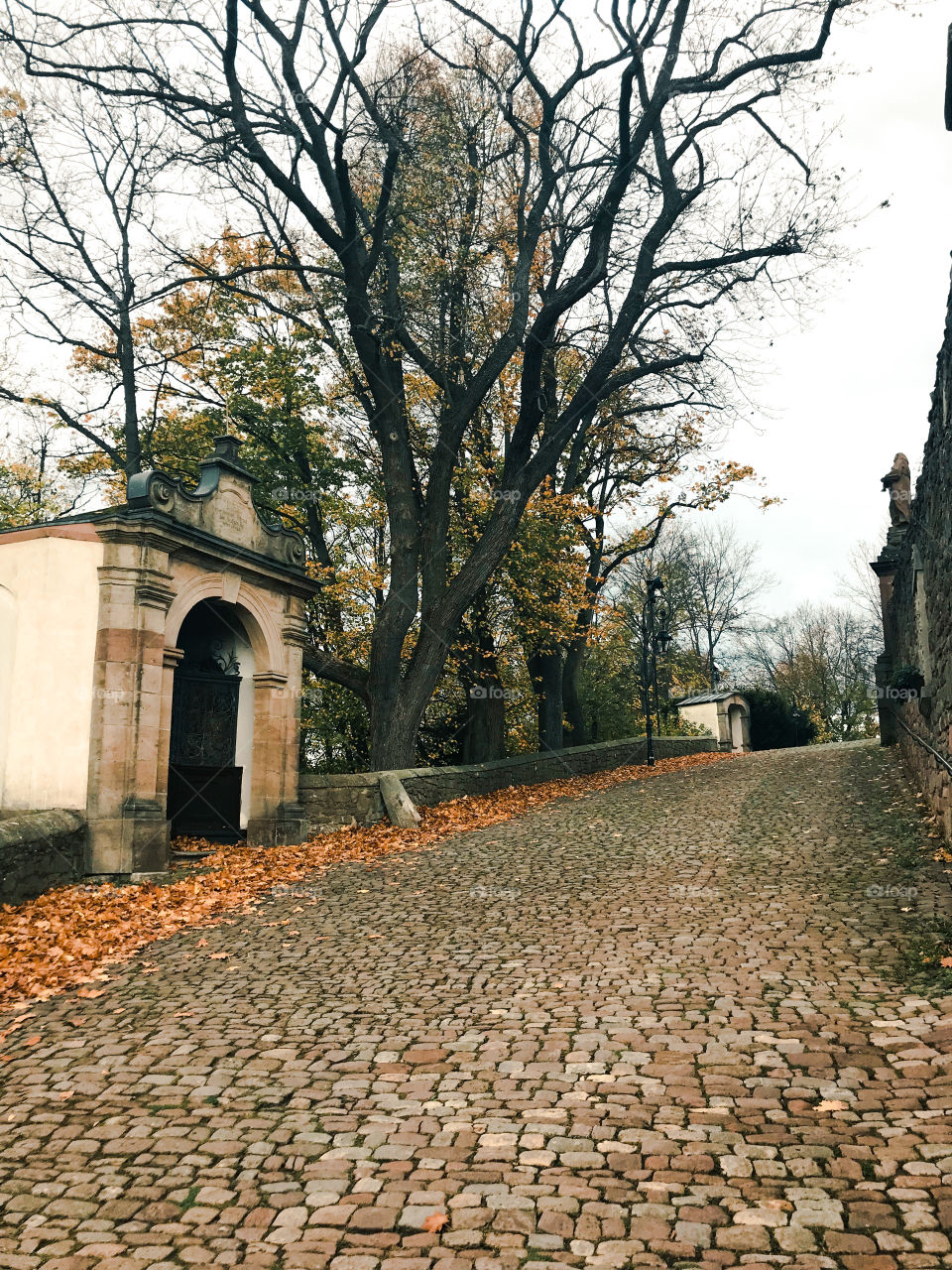 Trees with black trunks and yellow leaves have fallen a lot , a stones road , autumn landscape 