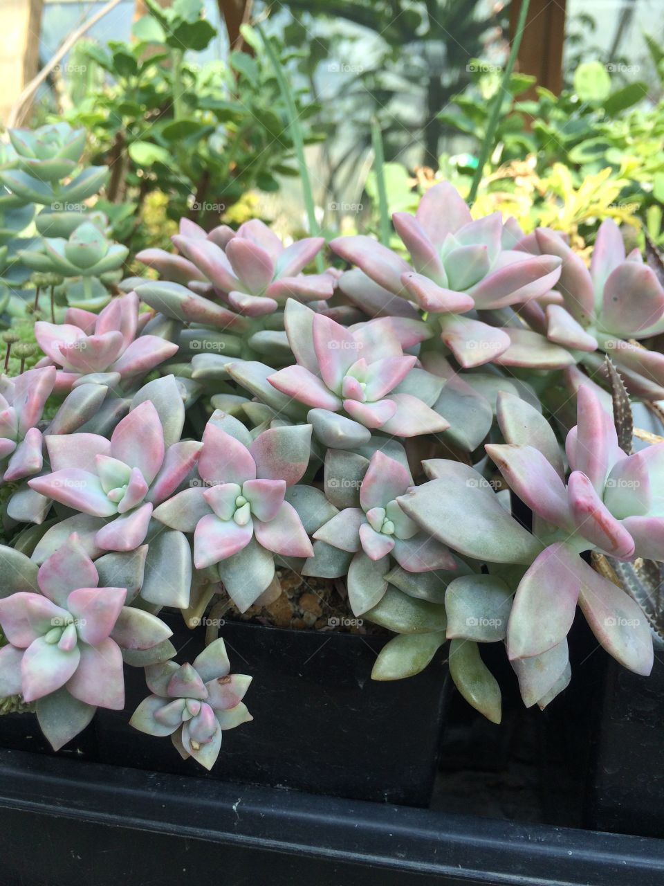 Flower, Flora, Nature, Garden, Pot