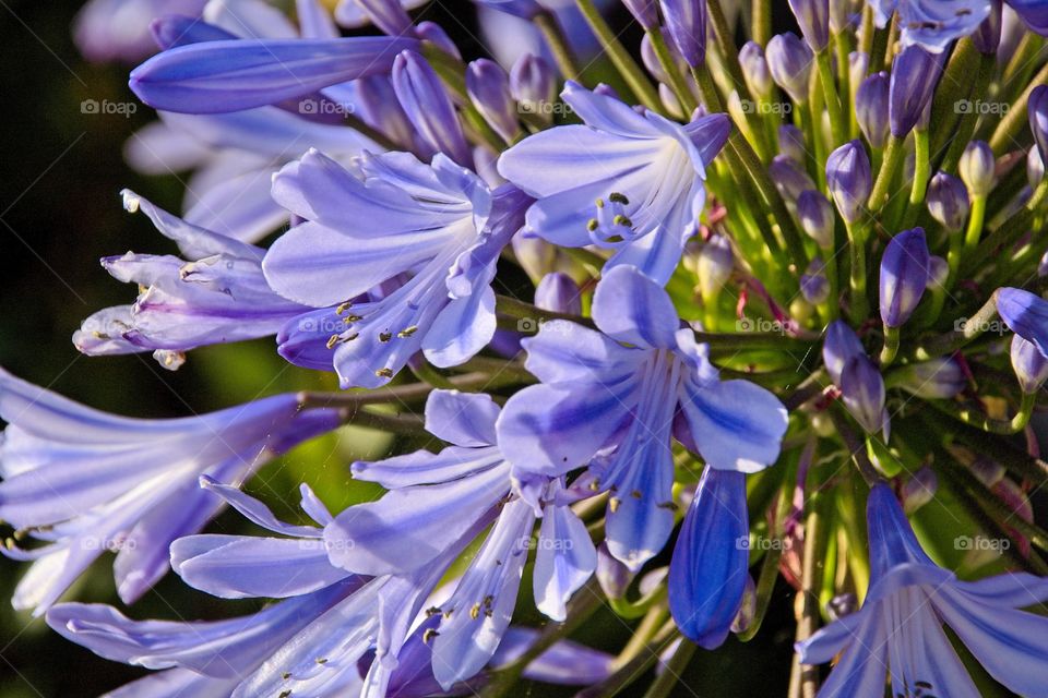 flower in the garden