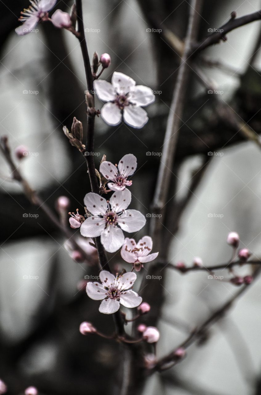 Cherry blossom