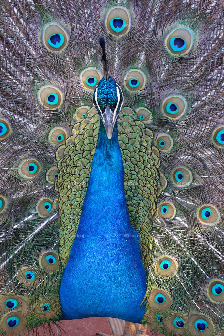 peacock