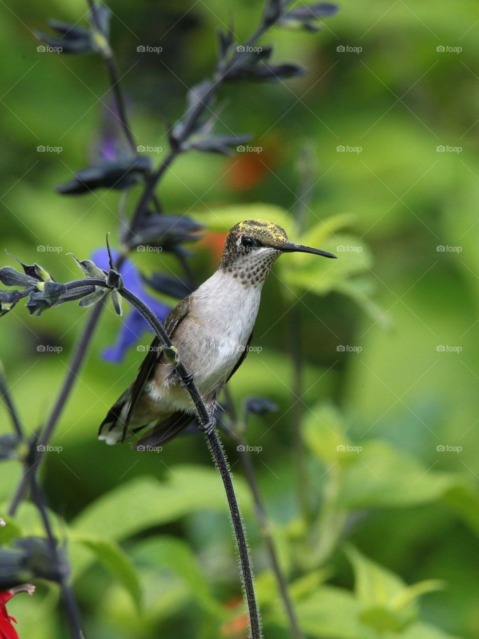 ruby-throated and