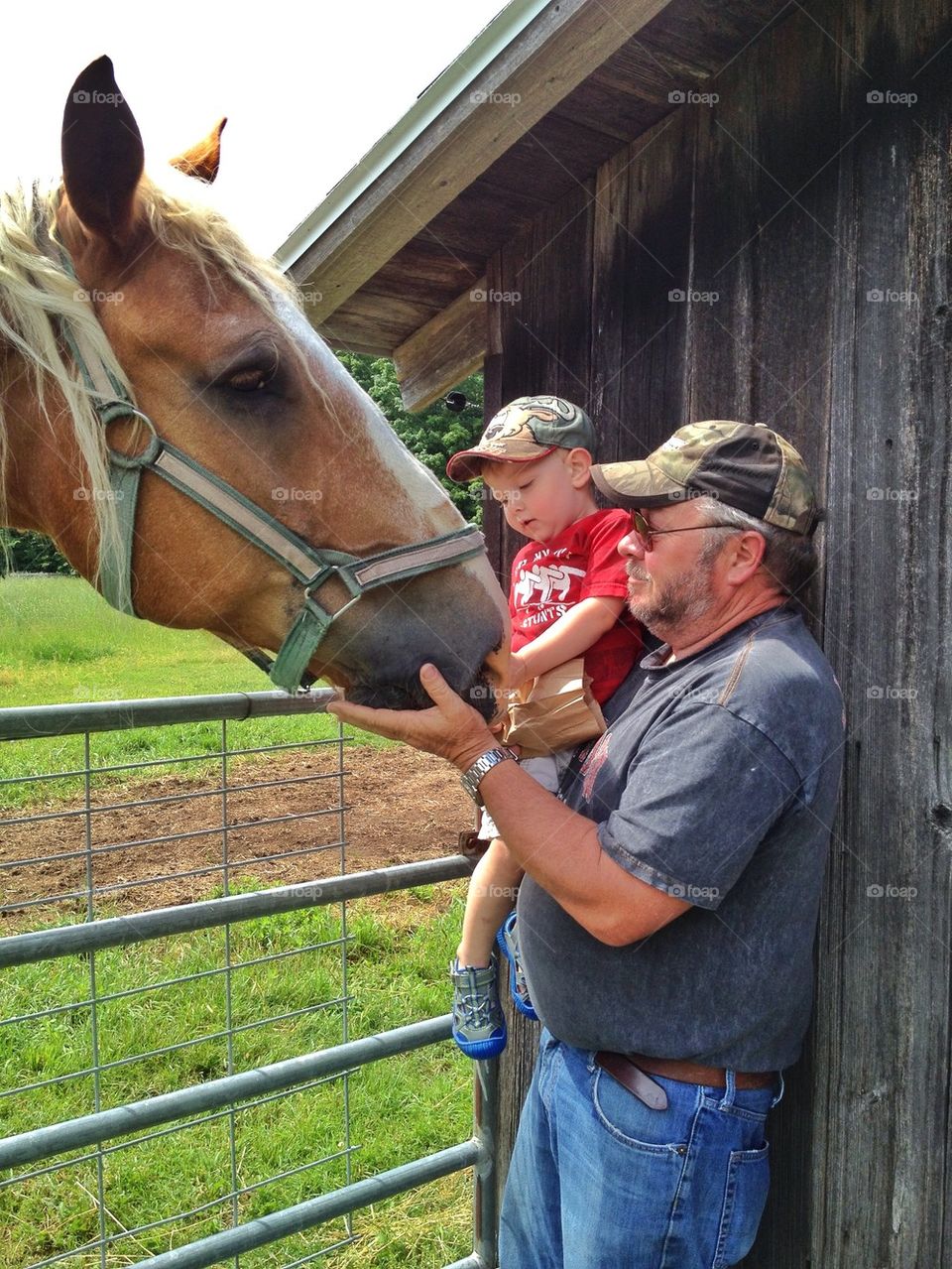 Feeding the horse at the farm