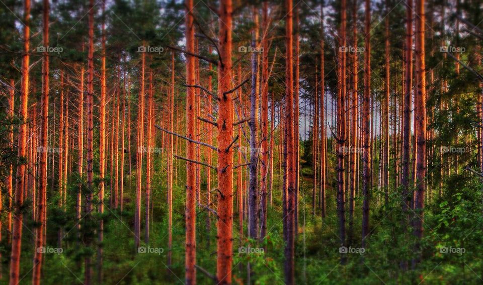 Tree trunk in forest