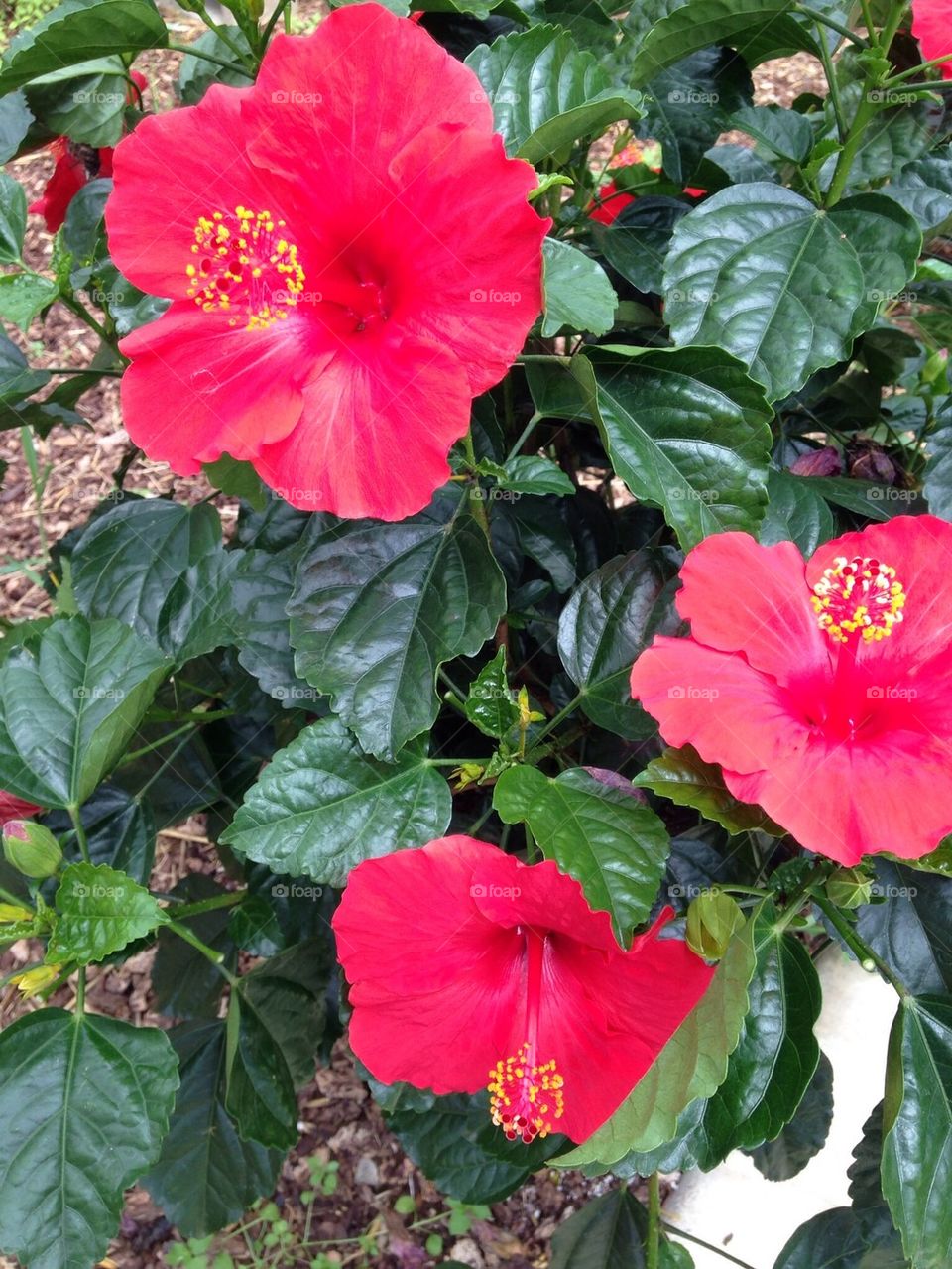 Hibiscus