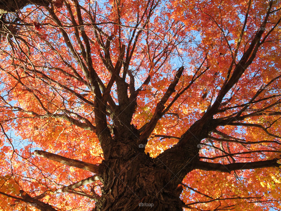 nature red orange trees by ashley77