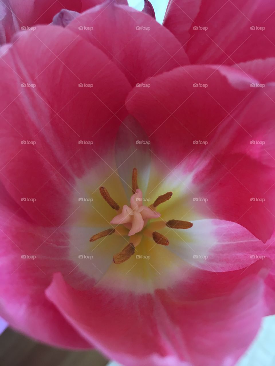 Pink tulip heart