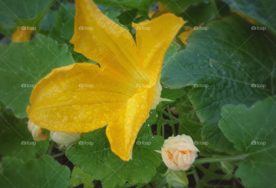 A yellow squash plant bloom and blossom