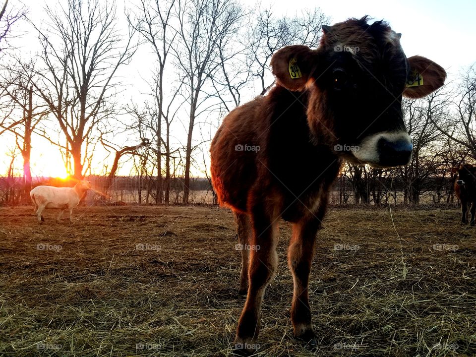 sunset on a sickly calf
