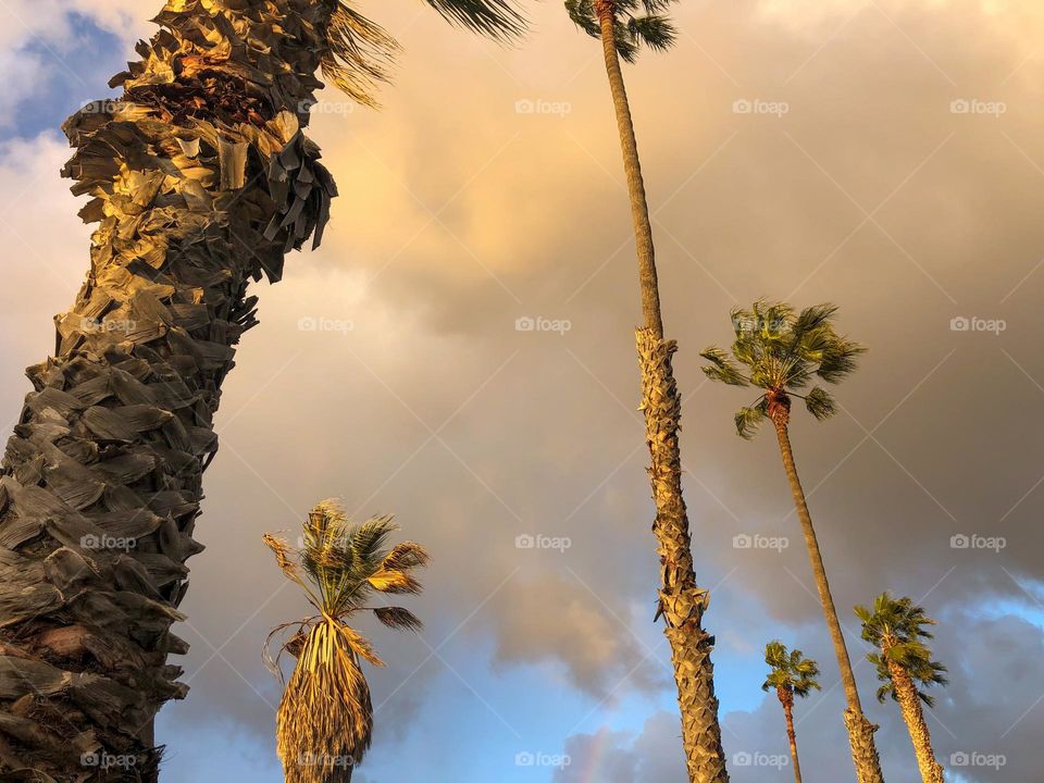 palm trees against an overcast golden hour sky in San Diego