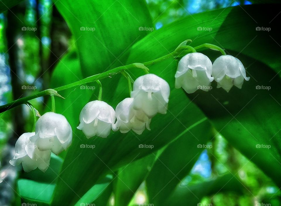 Spring flower