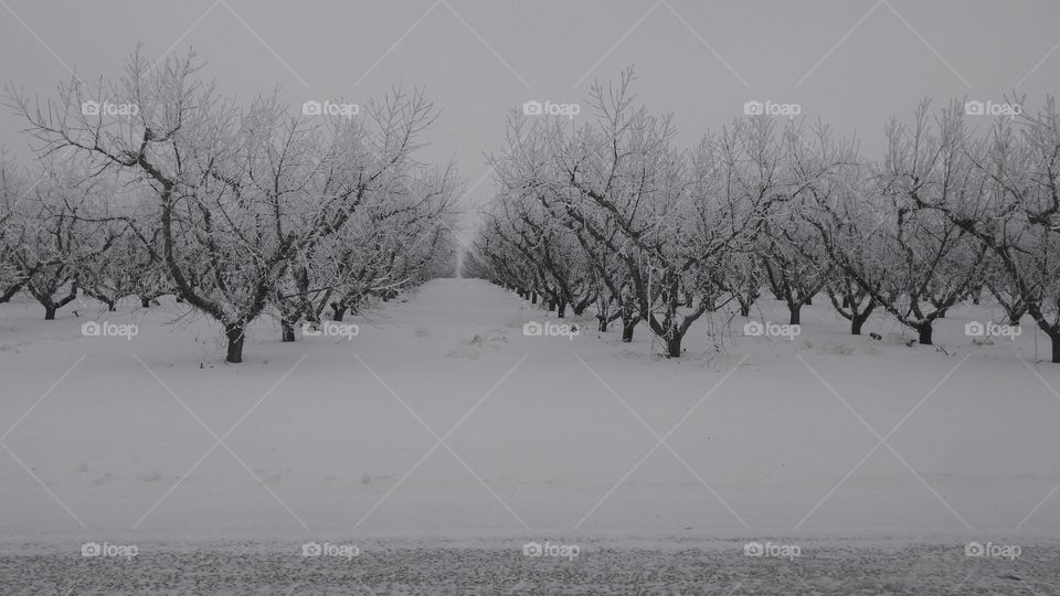 Frozen Orchards