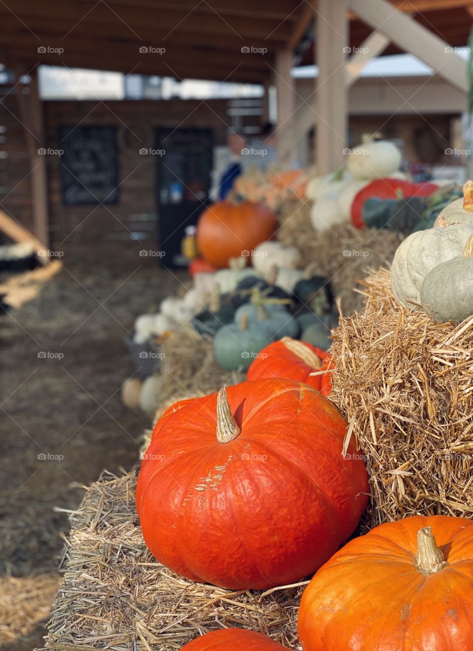 Pumpkin farm