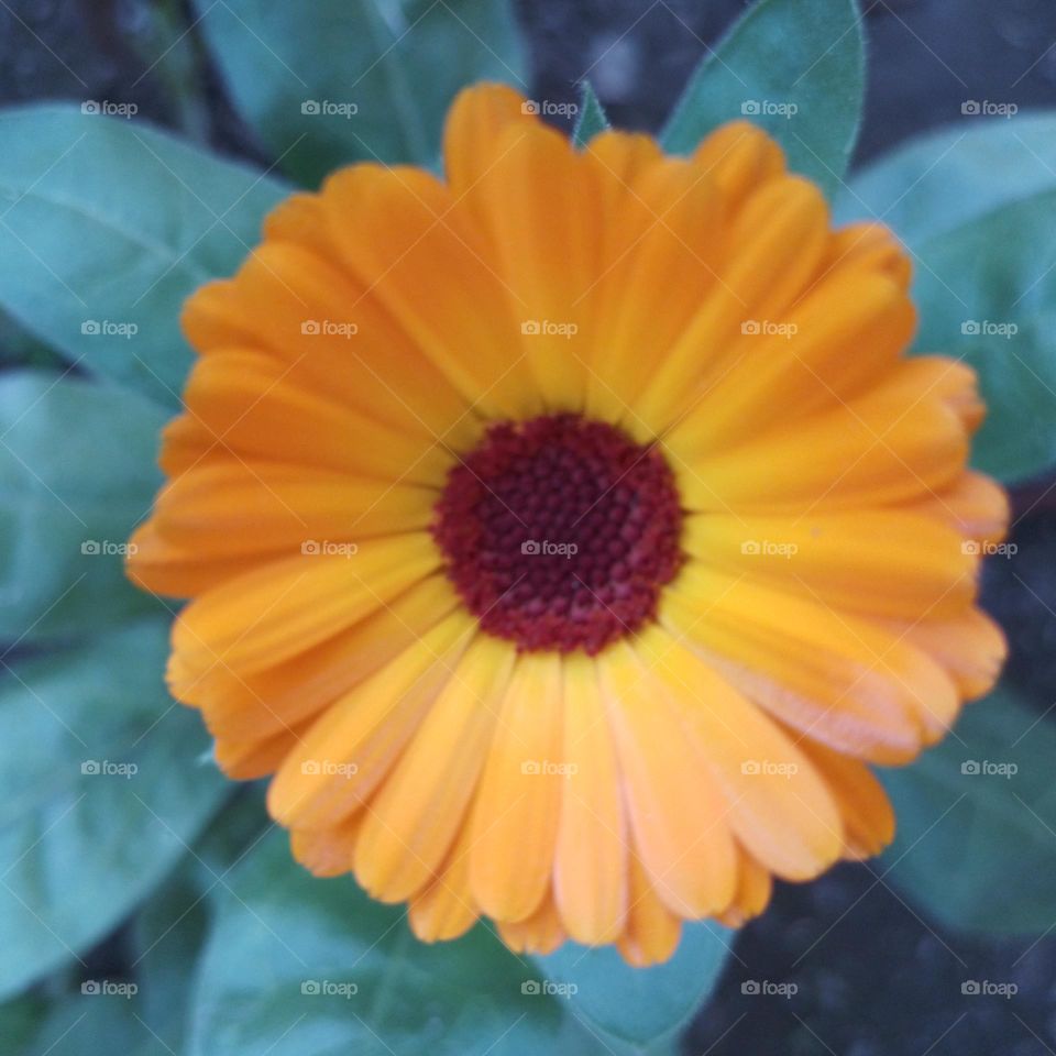 calendula