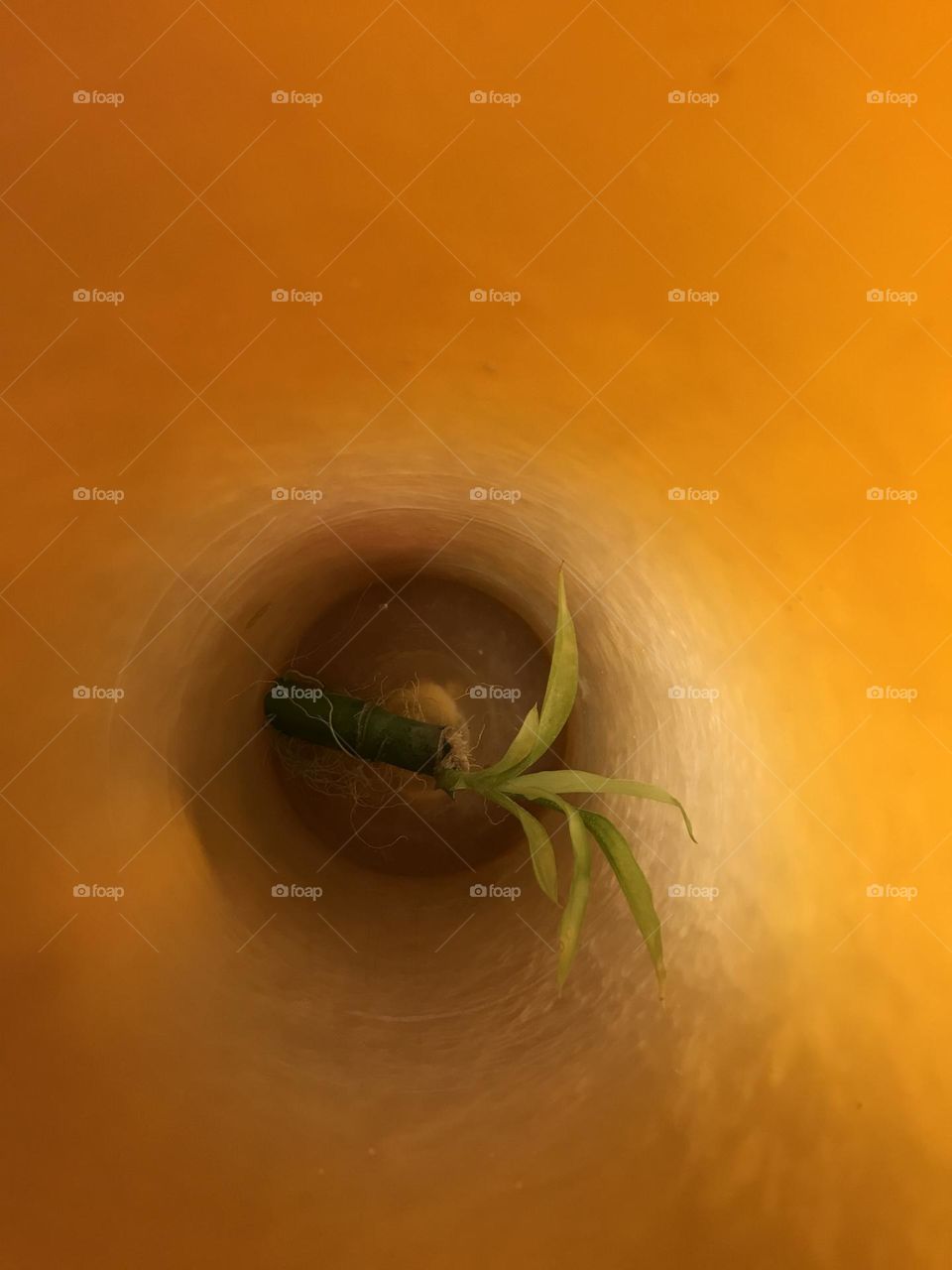 A green poem. The story of growth and insatiable thirst for light.