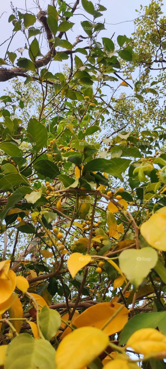 Leaves turn to be yellow