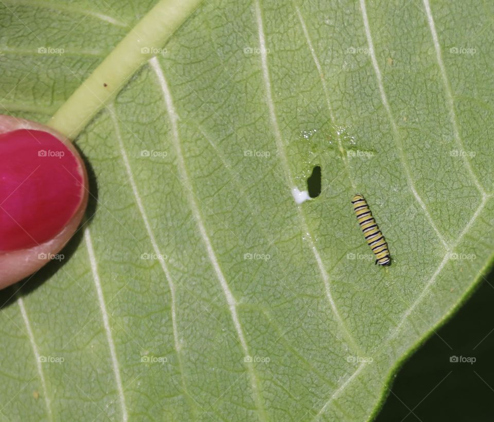 Newly hatched monarch caterpillar 