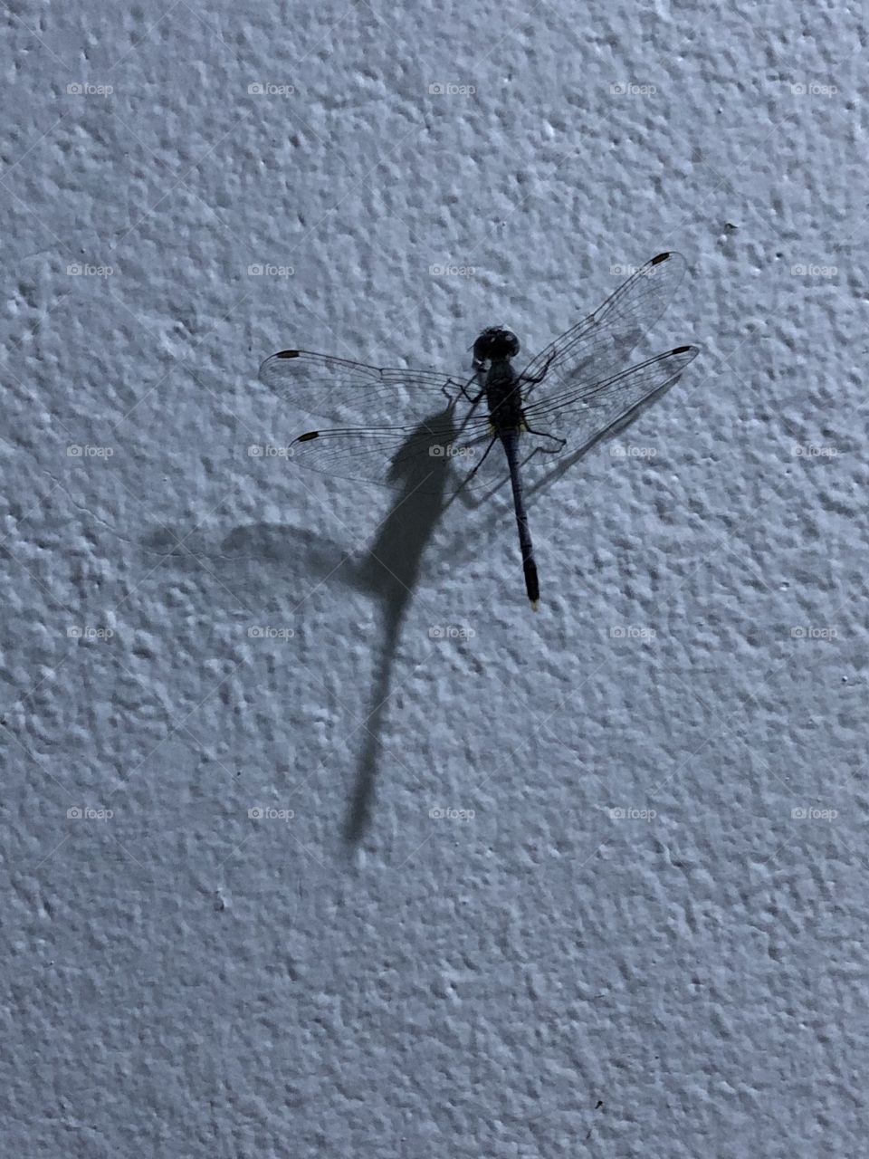 Dragonfly around us, in my house ( Countryside)