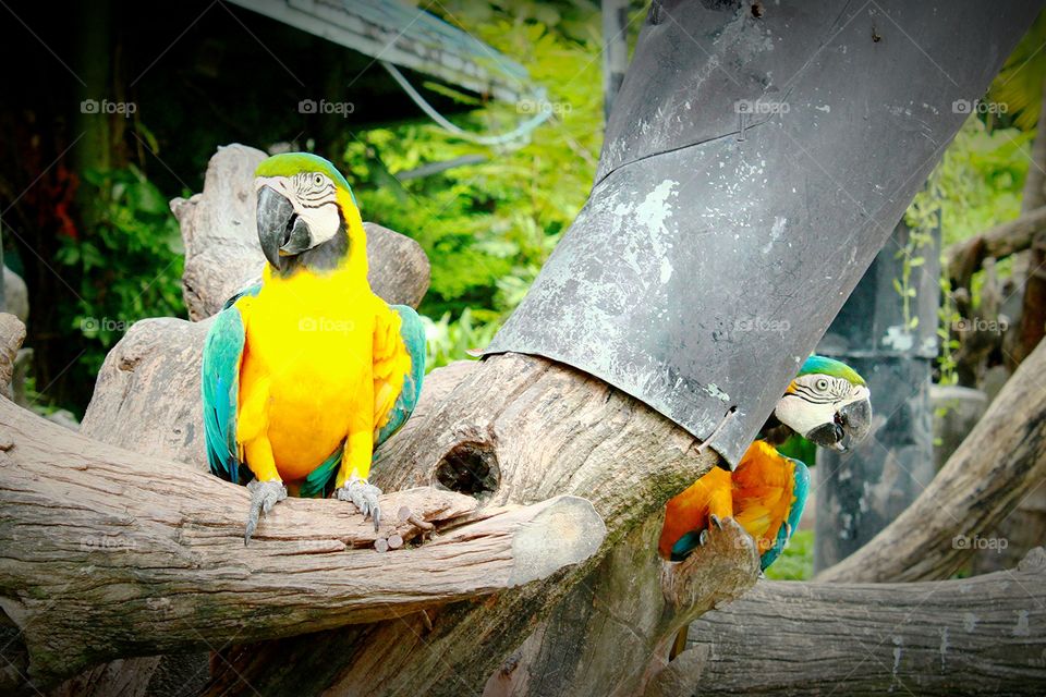 Birds, macaws.. Birds, macaws. The colourful birds.