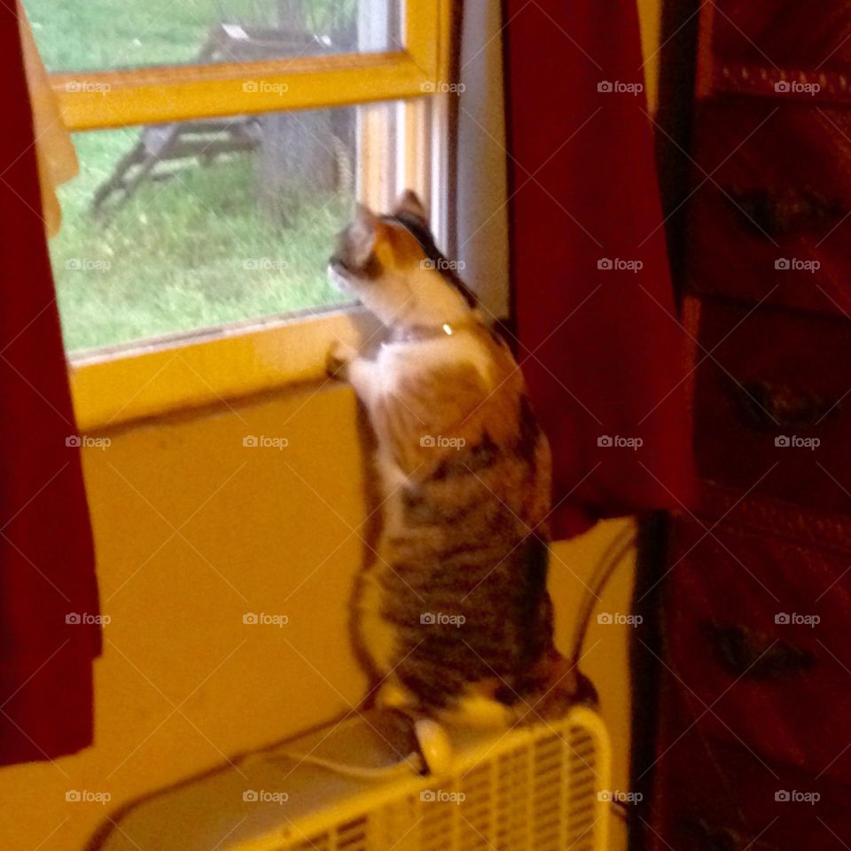 Curious cat. Cat standing on a box fan looking out the window