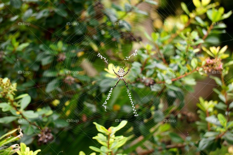 Beautiful Garden Spider