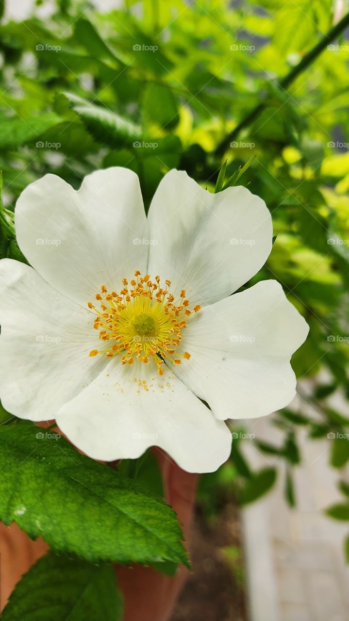 white flower