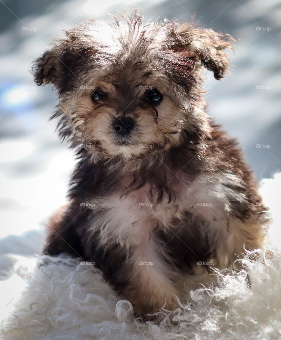 Cute little maltipoo