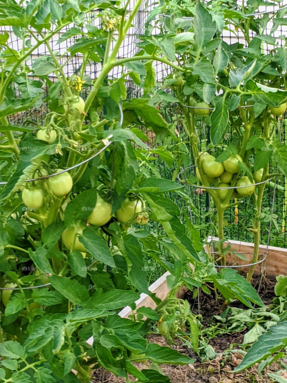 Organic veggies 😁 It's most important for your every day life as it promotes your healthy life !