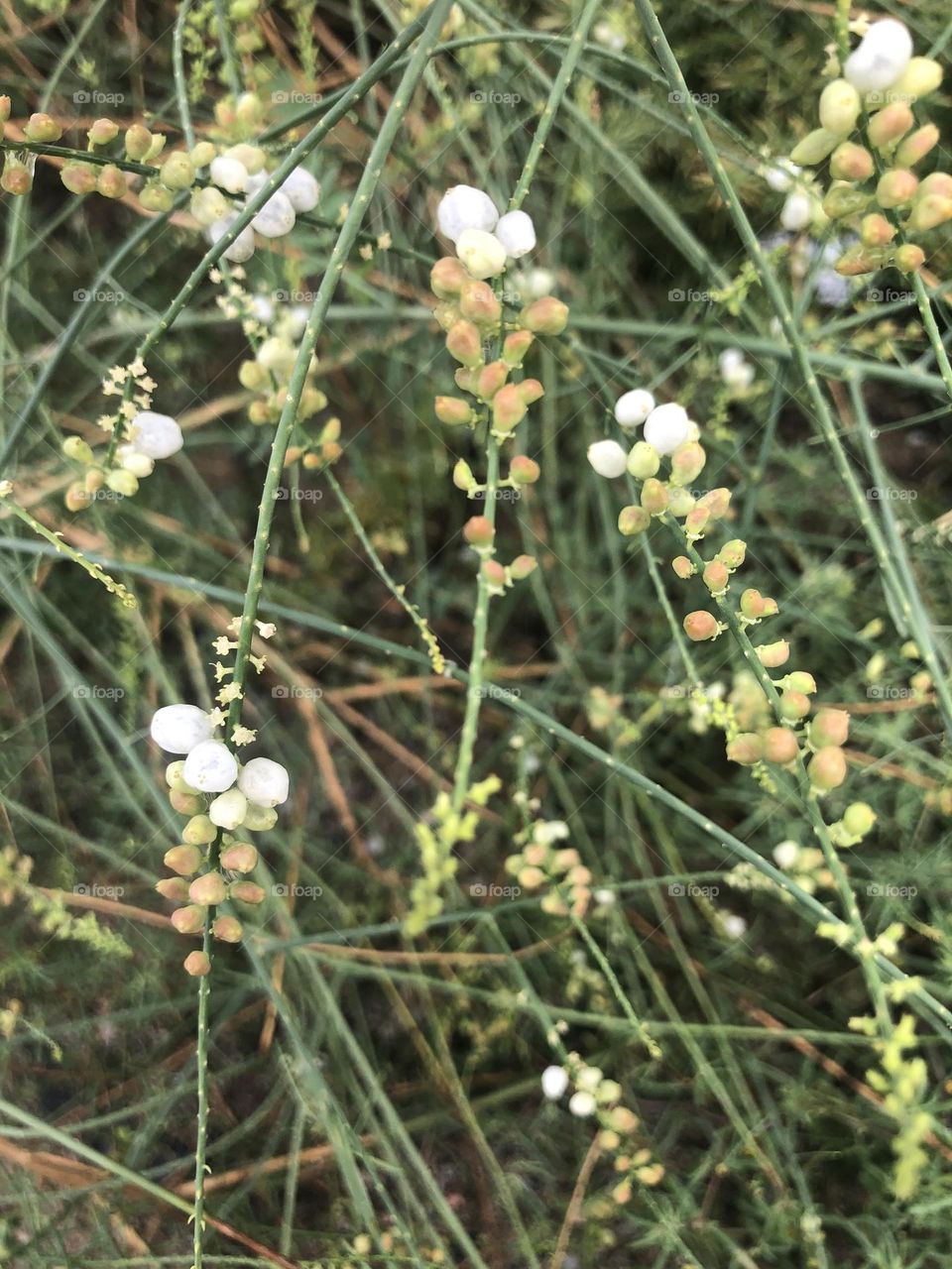 white flowers, flowers, green, twigs, picture of green twigs, plant