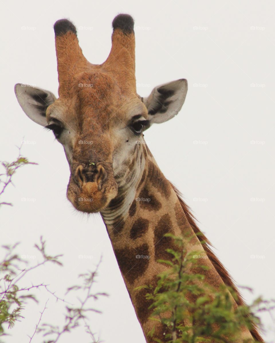 Giraffe in South Africa 