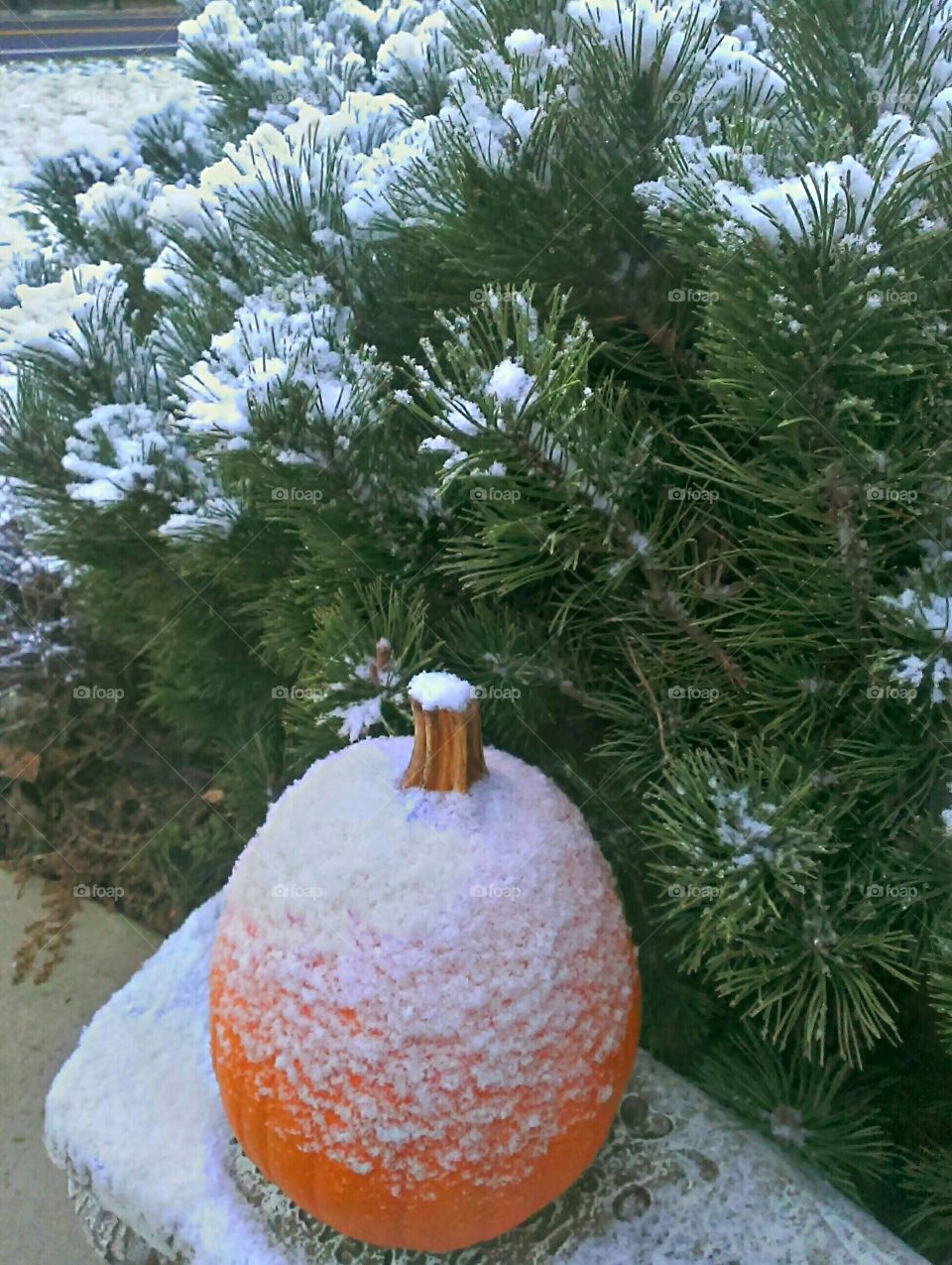 Snow on the Pumpkins 