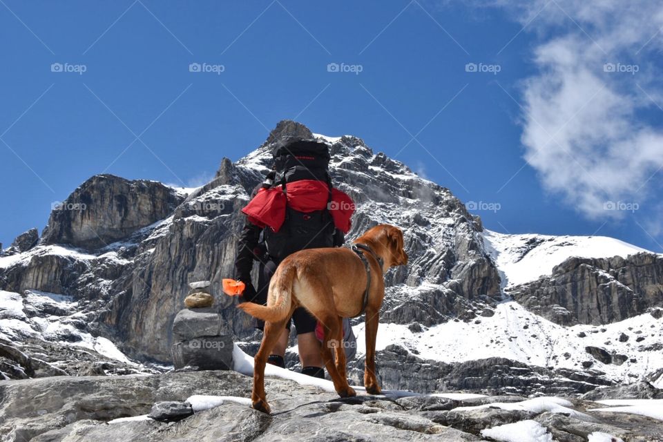 hiker with dog, swiss alps in summer.