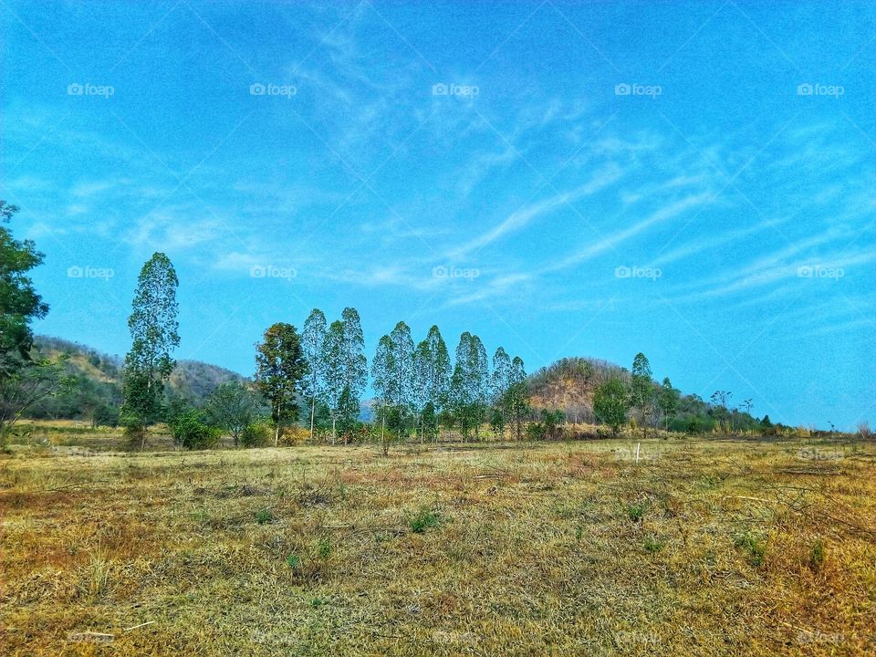 sky,tree,field,landscape