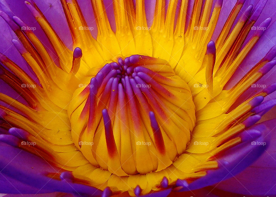 water lily is very beautiful flower