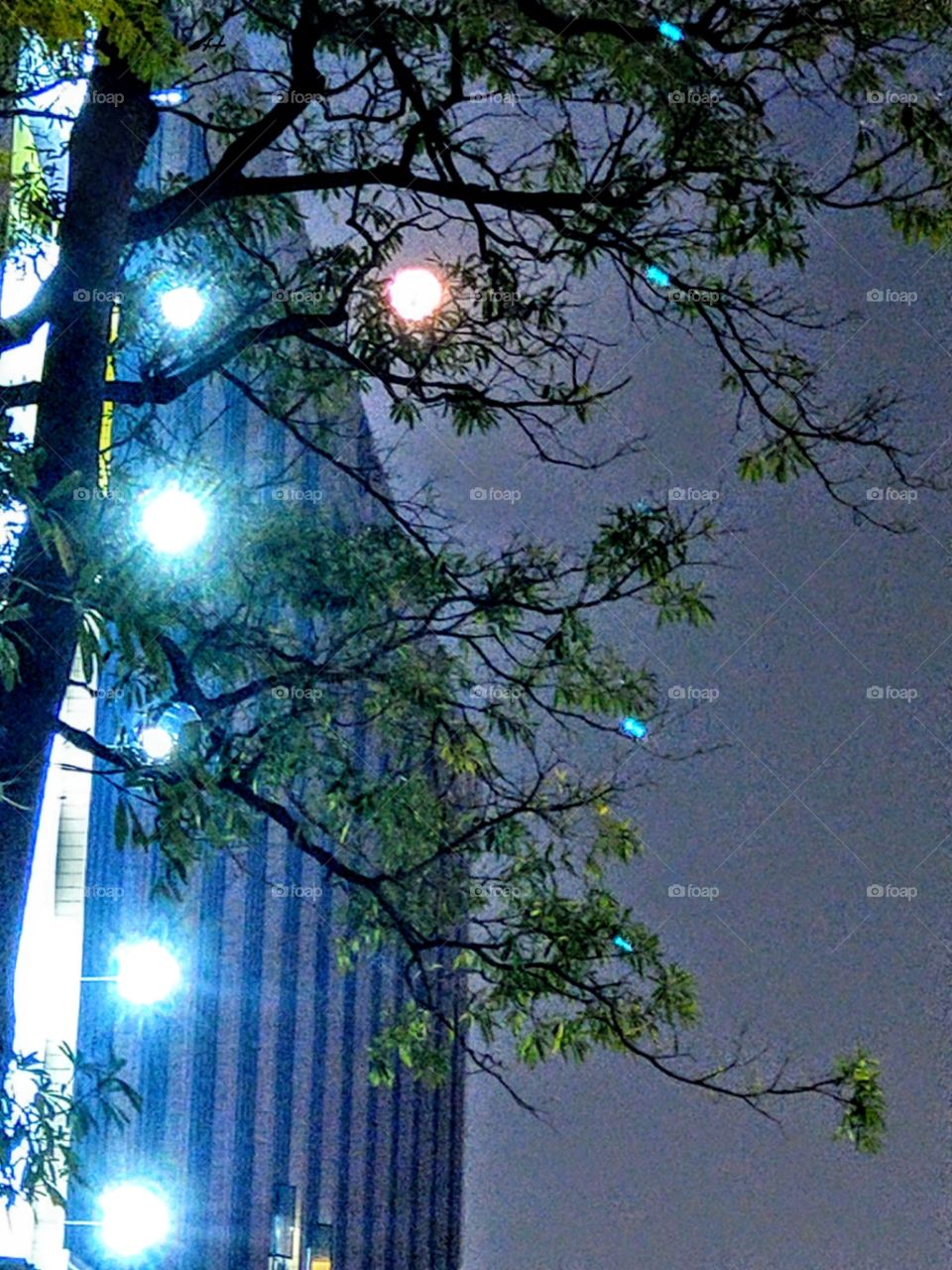 That night, the moon and the light of a building became an interesting beautiful
 night scene. plus feminine branches and leaves.