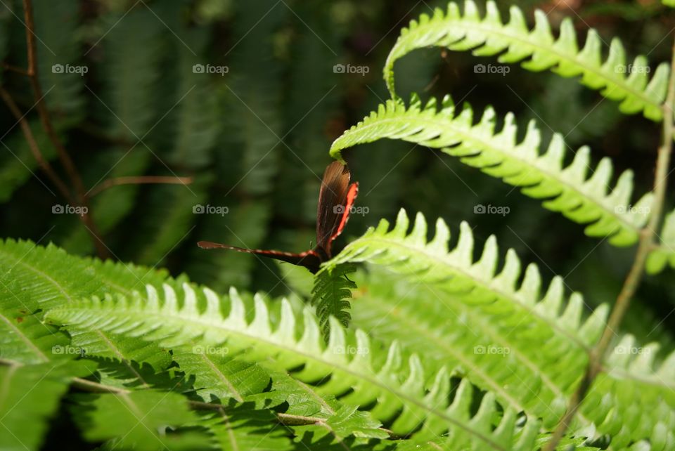 Butterfly . Butterfly 