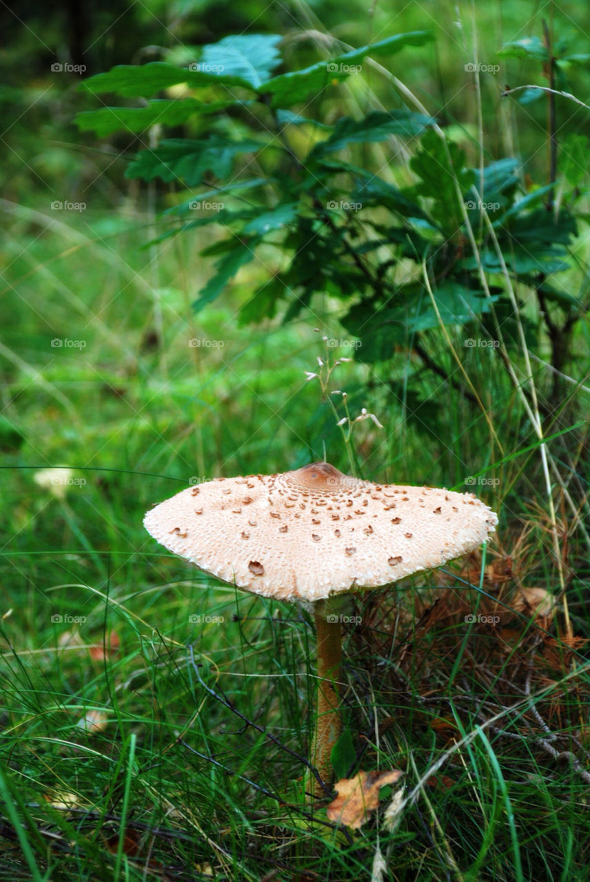forest fall autumn skog by jbdc