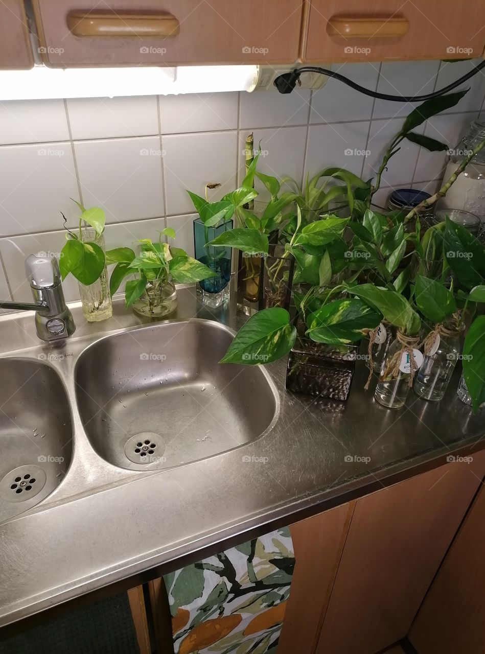 Green plants should be showered with water at least a couple of times a month.