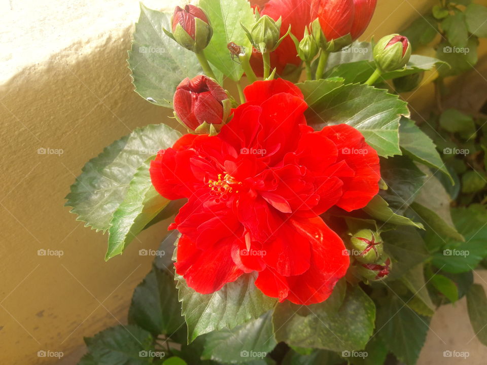 beautiful red hibiscus